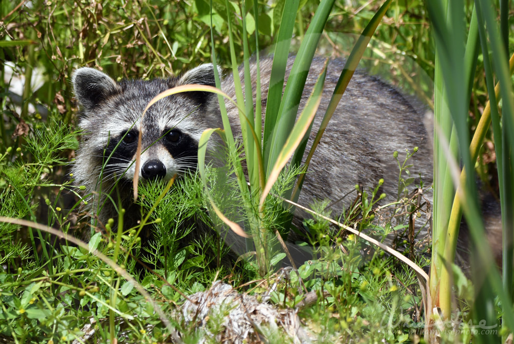 Raccoon at Phinizy Swamp, Georgia Picture