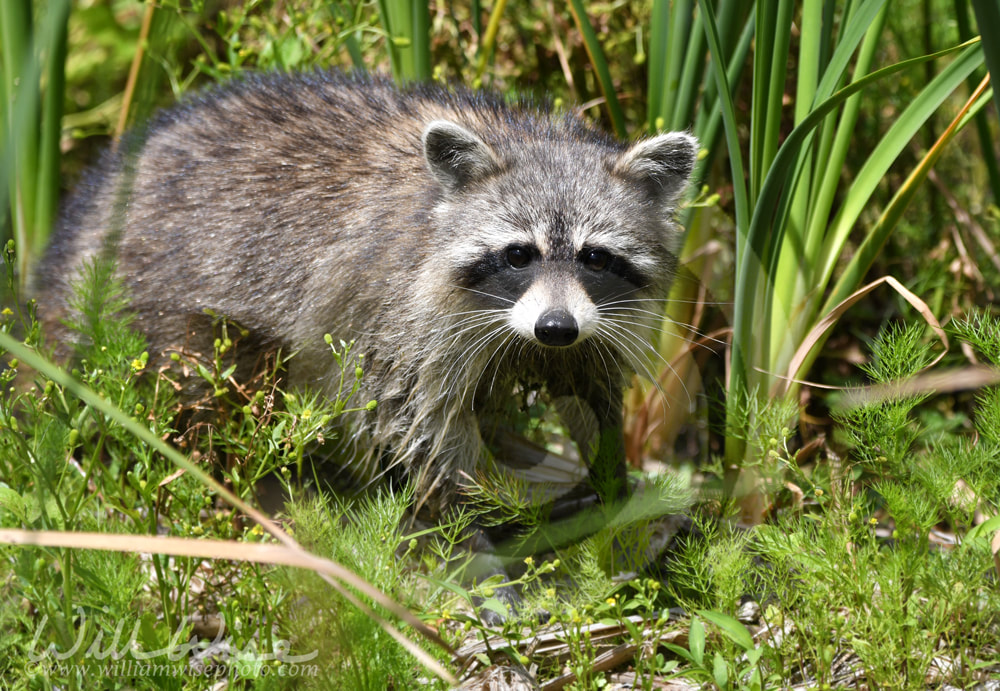 Raccoon at Phinizy Swamp, Georgia Picture