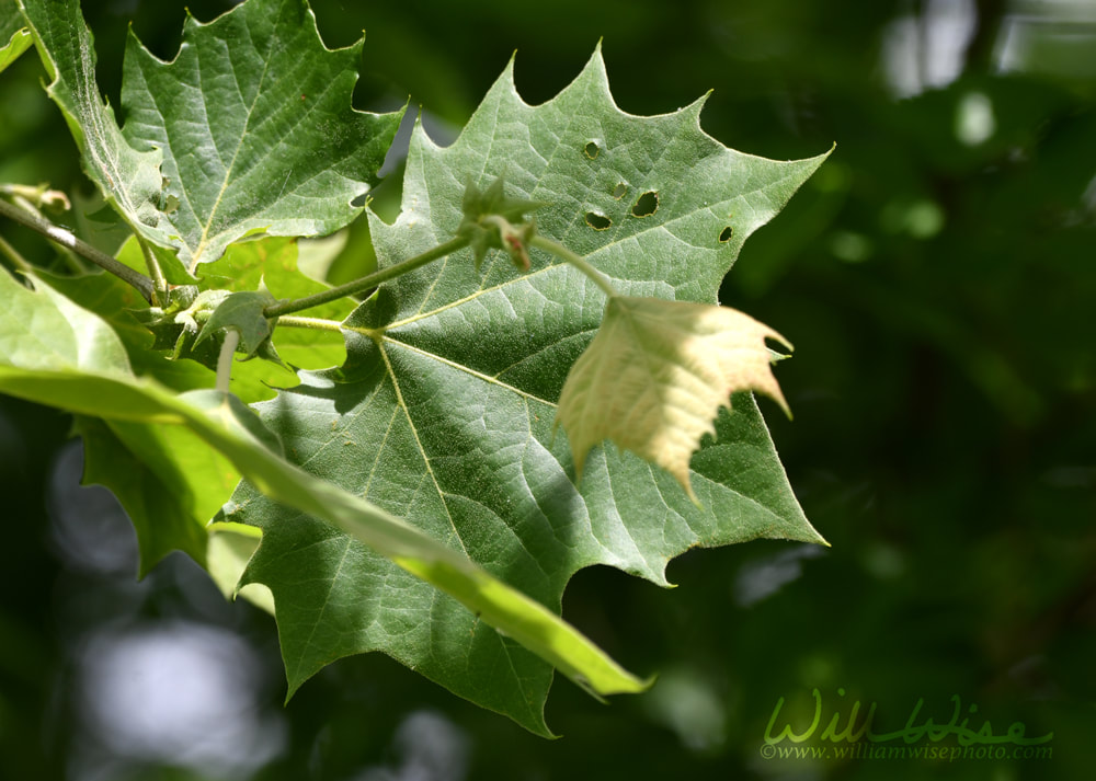 American Sycamore tree leaves at Phinizy Swamp Nature Park, Georgia Picture
