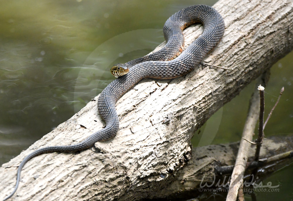 Nerodia Banded Watersnake on log over water at Phinizy Swamp Nature Park, Georgia Picture