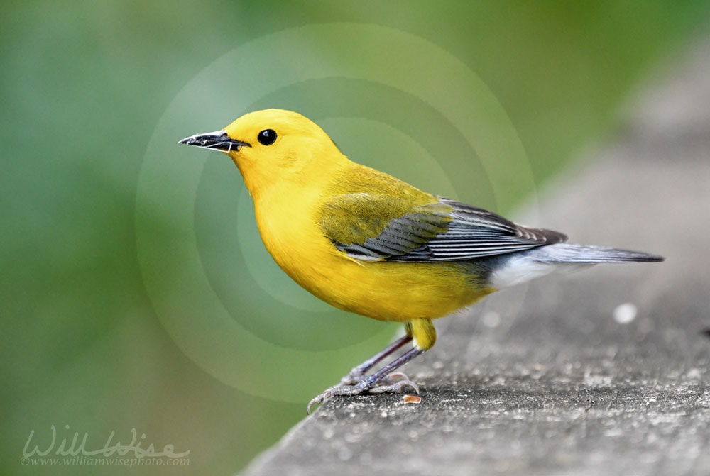 Prothonotary Warbler on boardwalk hiking trail at Phinizy Swamp Nature Park, Georgia Picture