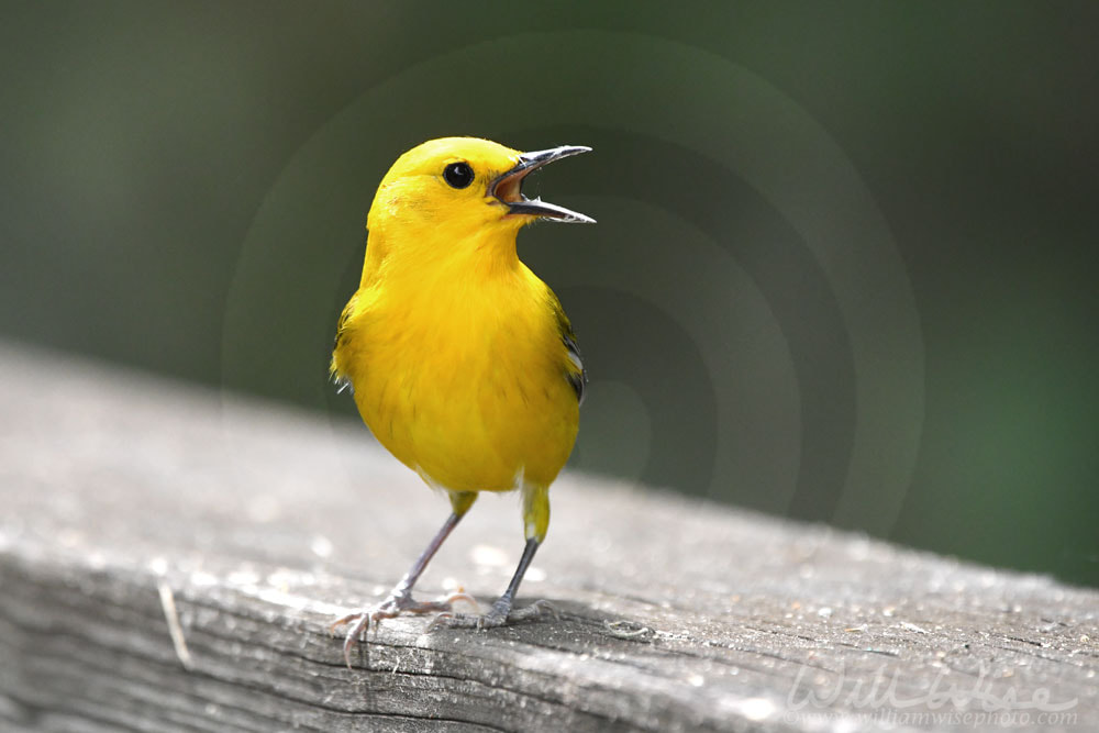 Prothonotary Warbler singing on boardwalk hiking trail at Phinizy Swamp Nature Park, Georgia Picture