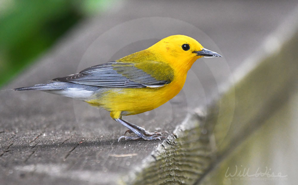 Prothonotary Warbler on boardwalk hiking trail at Phinizy Swamp Nature Park, Georgia Picture