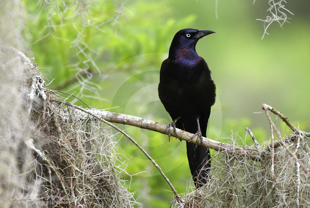 Common Grackle perched on branch with Spanish Moss along  hiking trail at Phinizy Swamp Nature Park, Georgia Picture