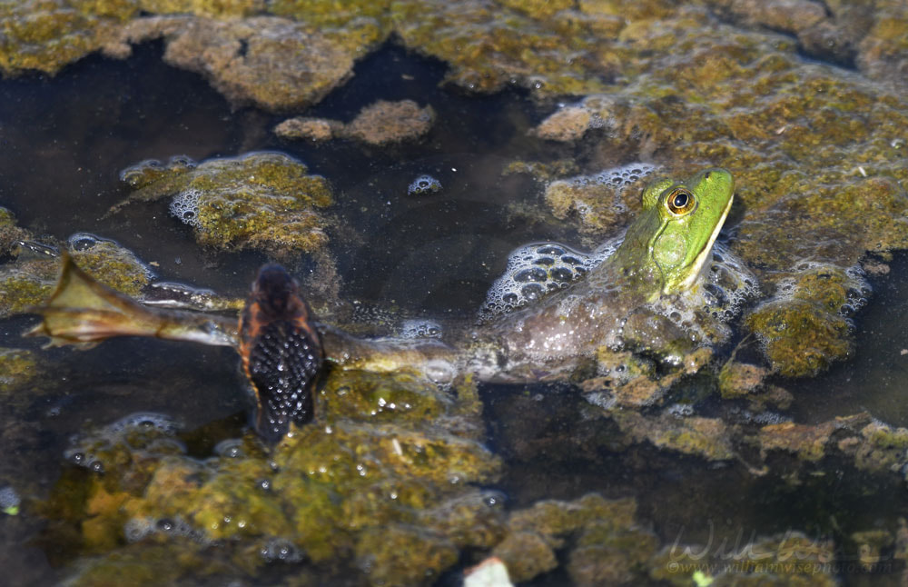 Banded Watersnake eating large green American Bullfrog Picture