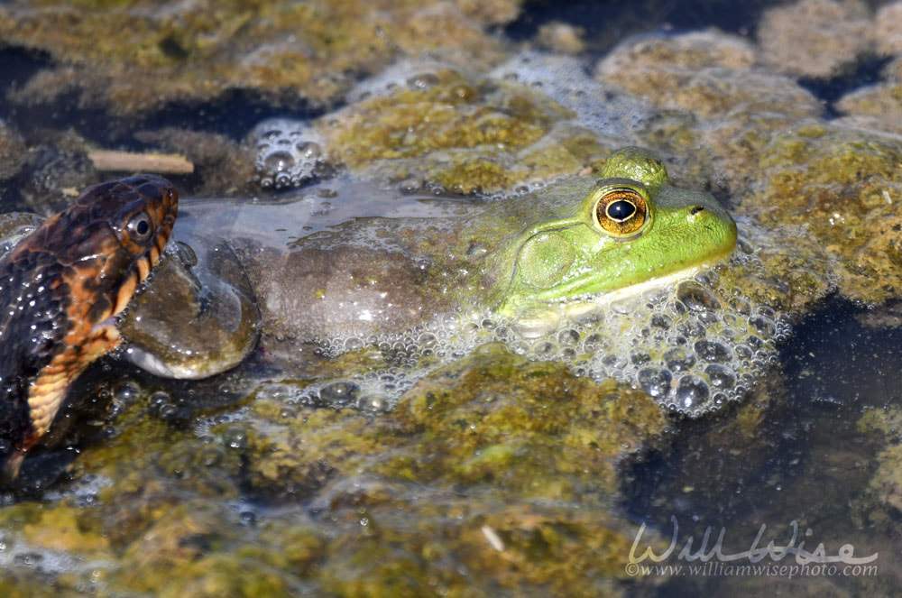 Banded Watersnake eating large green American Bullfrog Picture