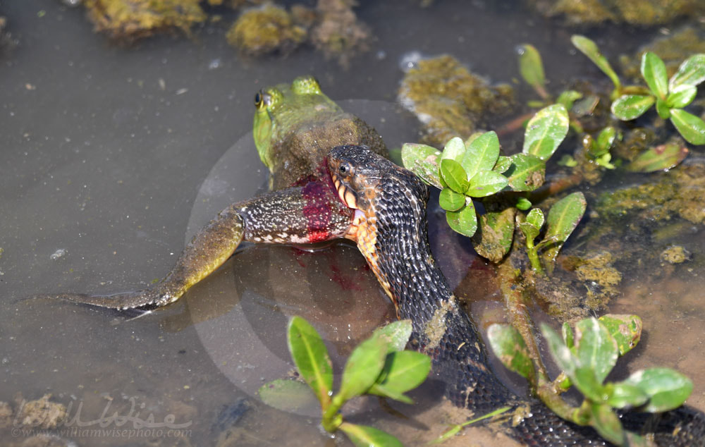 Banded Watersnake eating large green American Bullfrog Picture
