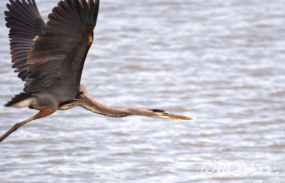 Great Blue Heron flying over open water, negative copy space Picture