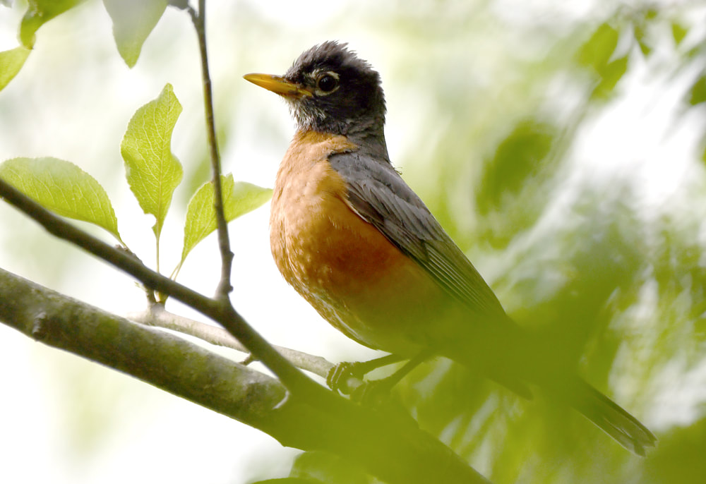 Adult American Robin Picture