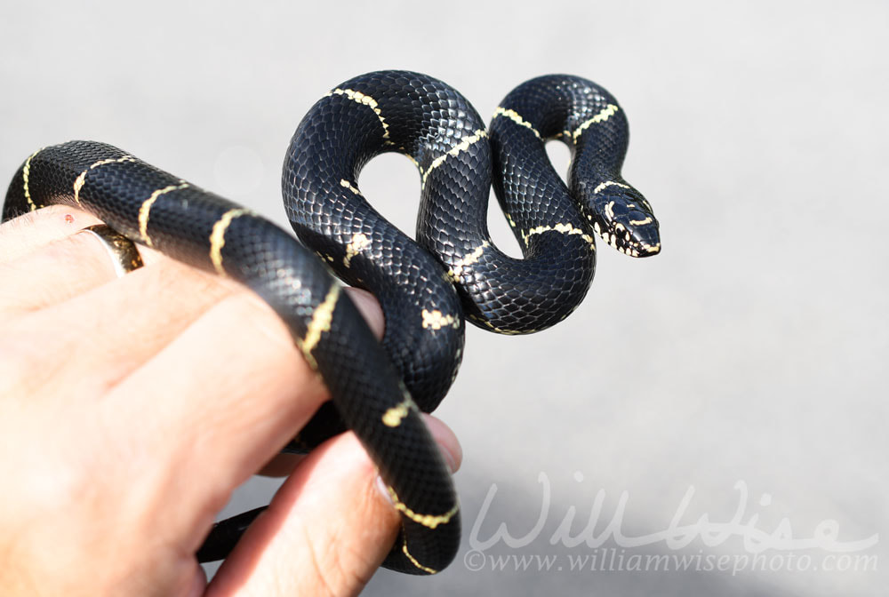 Coiled Eastern Kingsnake held in hand Picture