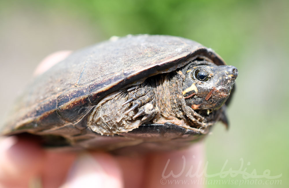 Common Musk Turtle held in hand Picture