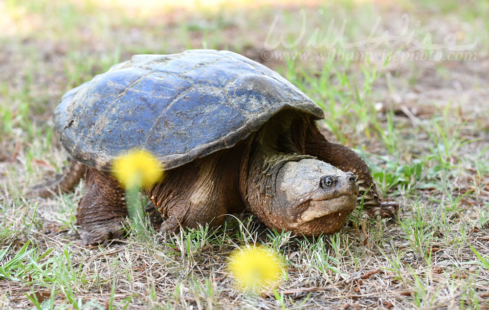 Giant Snapping Turtle walking Picture