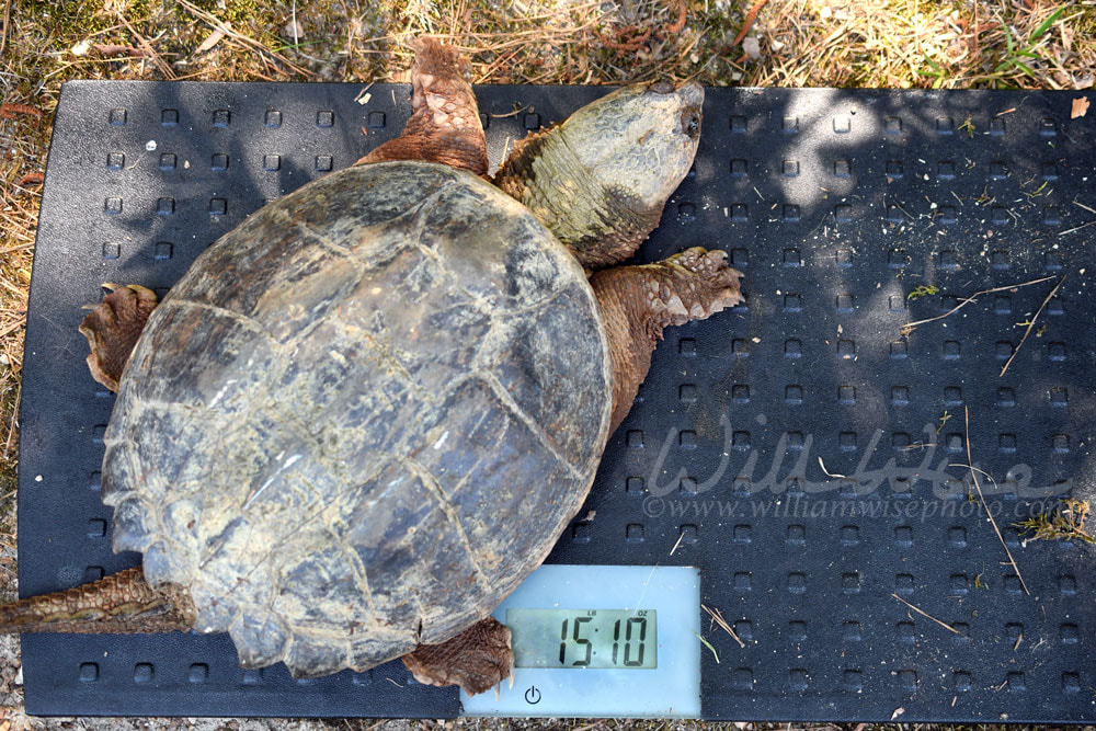 Large Snapping Turtle on a scale weighing fifteen pounds ten ounces Picture