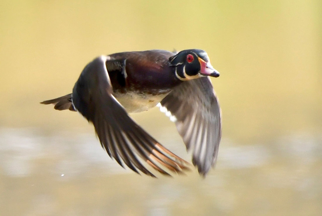 Wood Duck Picture