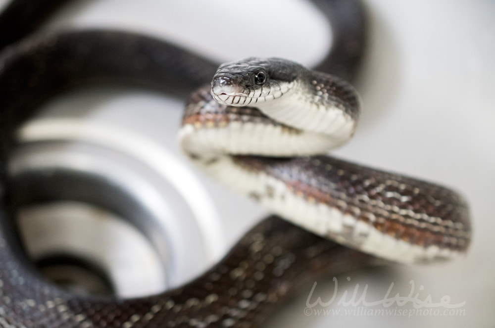 Eastern Black Ratsnake in kitchen sink Picture