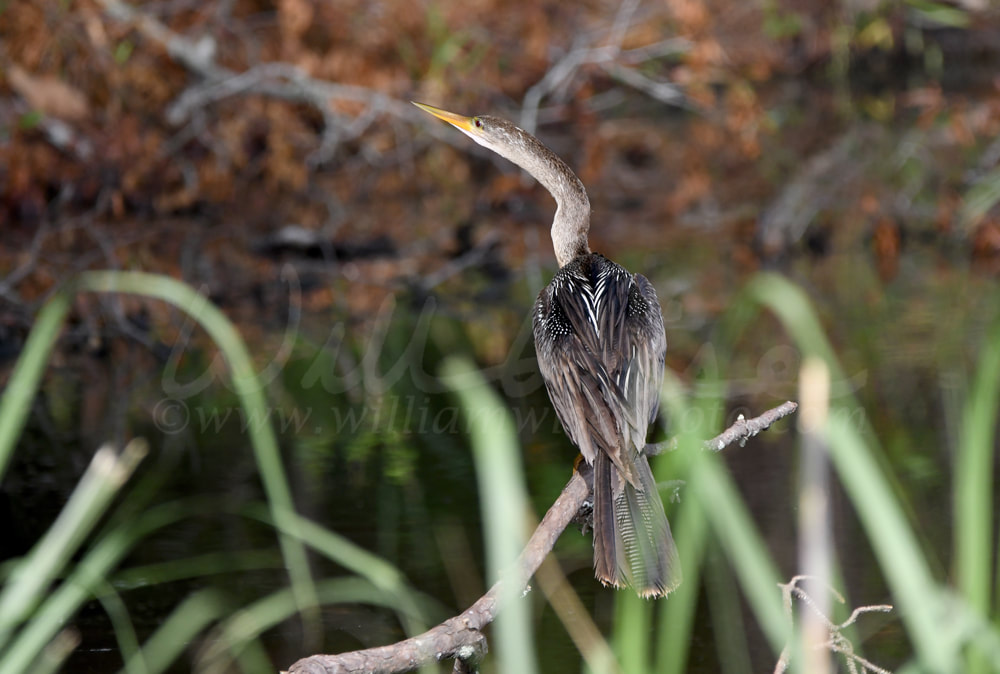 Anhinga darter bird perched at Donnelley WMA, South Carolina, USA Picture