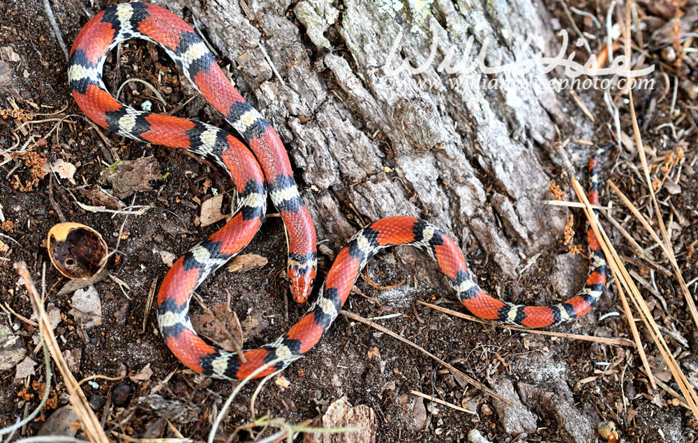 Scarlet Snake, Cemophora coccinea, at Donnelley WMA, South Carolina, USA Picture