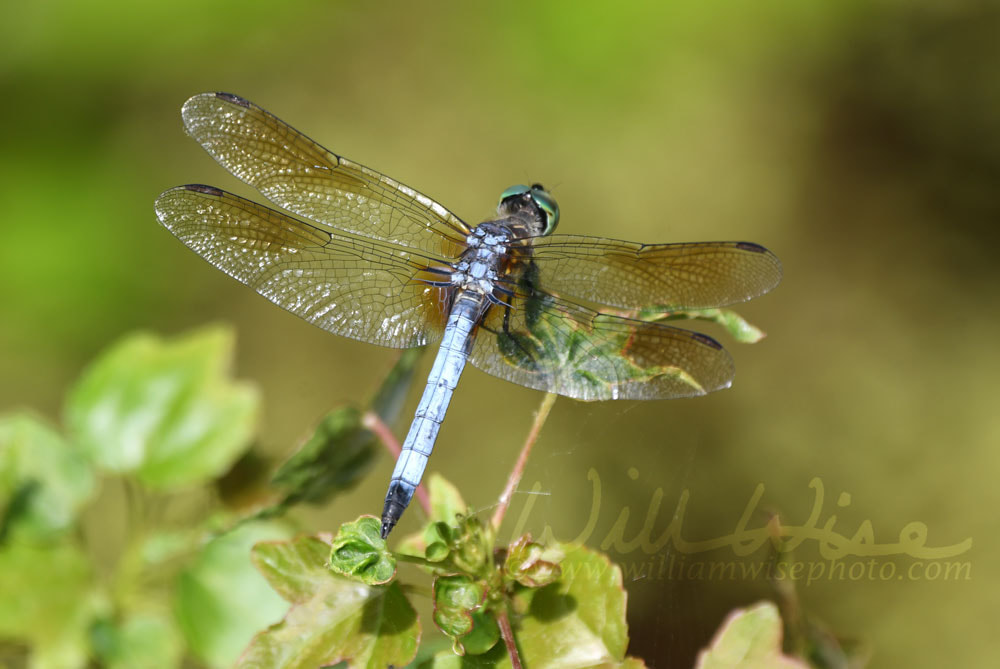 Blue Dasher Dragonfly; Donnelley WMA, South Carolina.  Picture