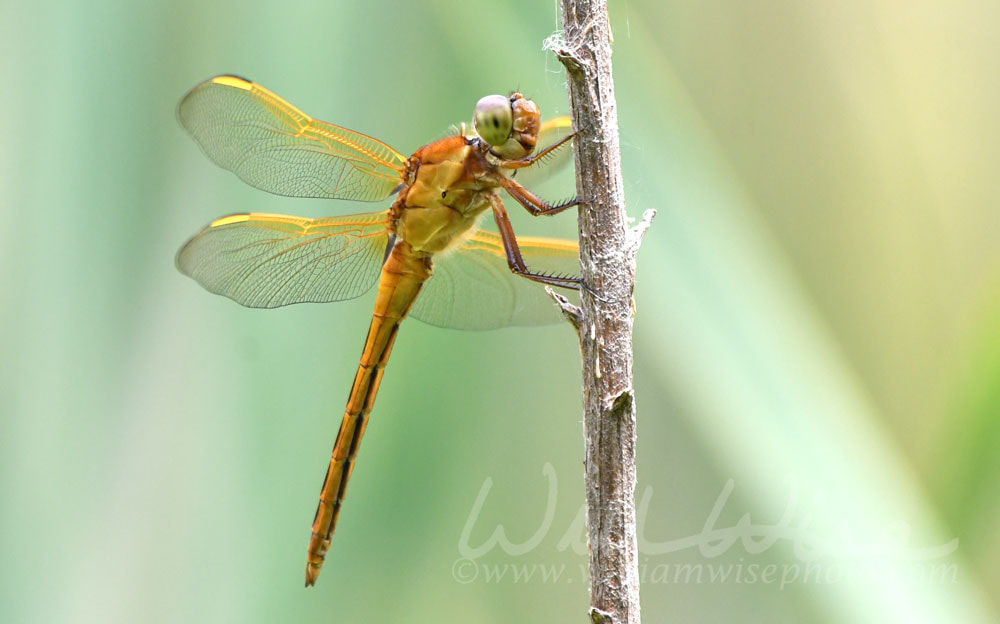 Dragonfly Picture