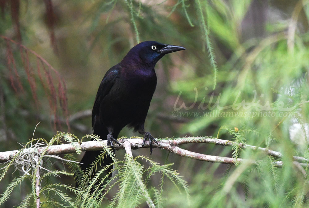 Disney Common Grackle Picture