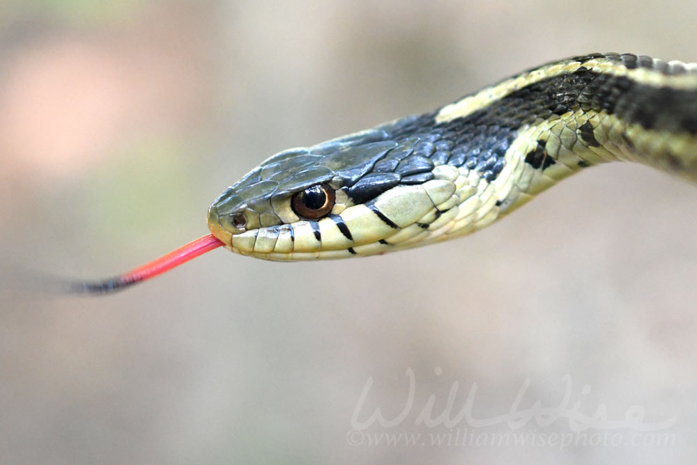 Eastern Garter Snake flicking Forked Tongue Picture