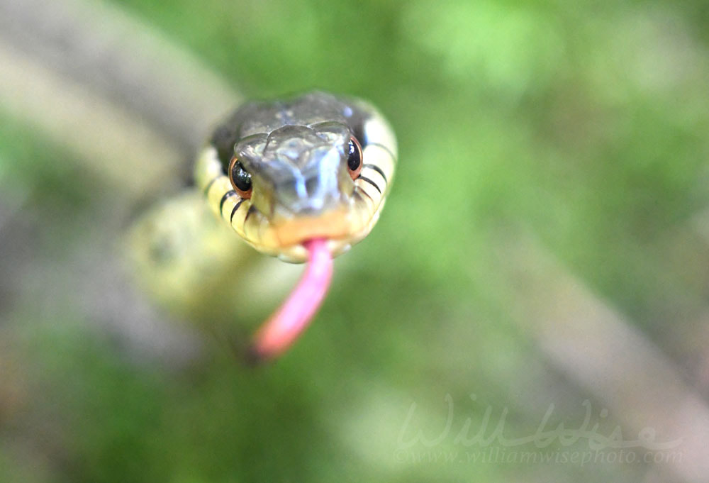 Eastern Garter Snake flicking Forked Tongue Picture