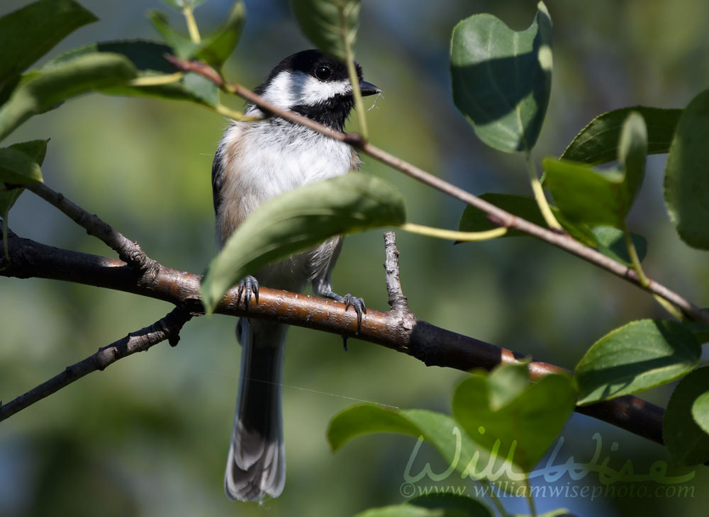 Black Capped Chickadee bird at Exner Nature Preserve in McHenry County, Illinois Picture