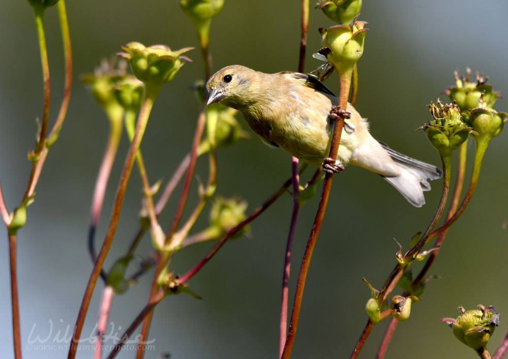 American Goldfinch bird at Exner Nature Preserve in McHenry County, Illinois Picture