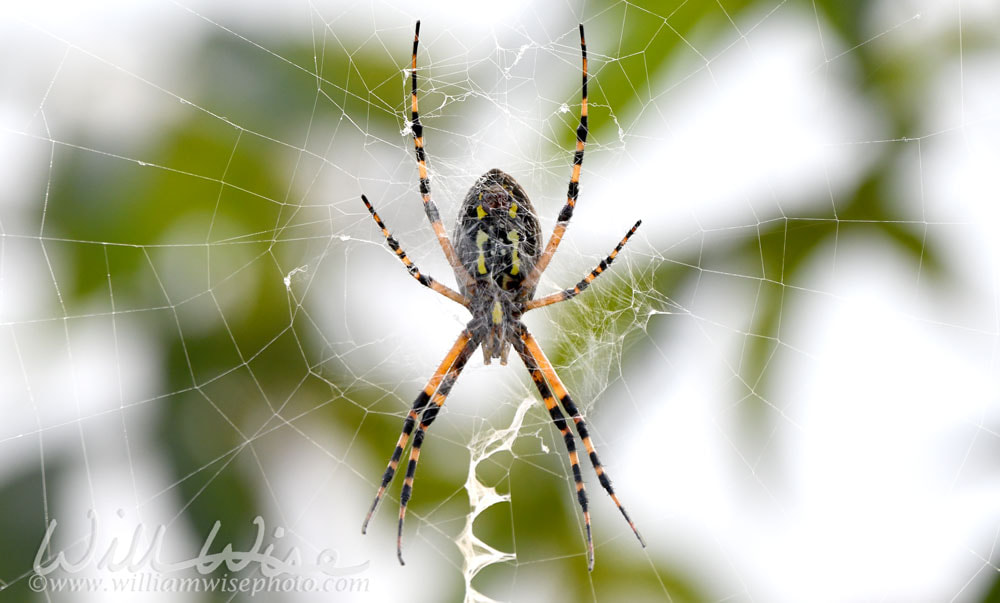 Large Yellow Garden Spider in web at Phinizy Swamp Nature Center, Augusta, Georgia Picture