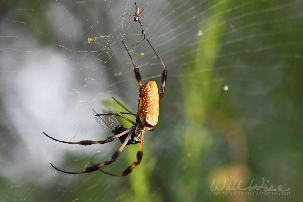 Large Golden Silk Spider eating a dragonfly in web at Phinizy Swamp Nature Center, Augusta, Georgia Picture