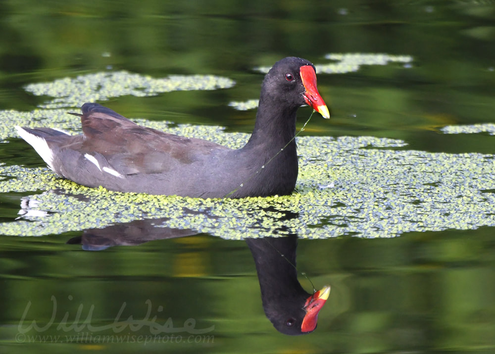 Common Gallinule bird swimming in Phinizy Swamp Nature Center, Augusta, Georgia Picture