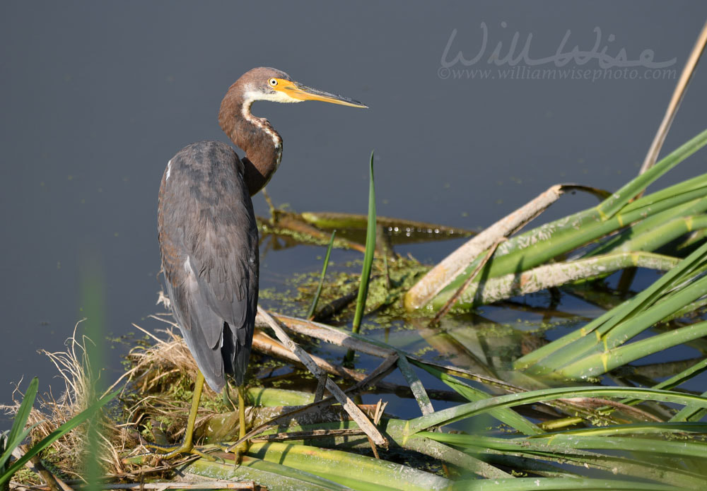 Tricolored Heron wading bird in Phinizy Swamp Nature Center, Augusta, GeorgiaPicture