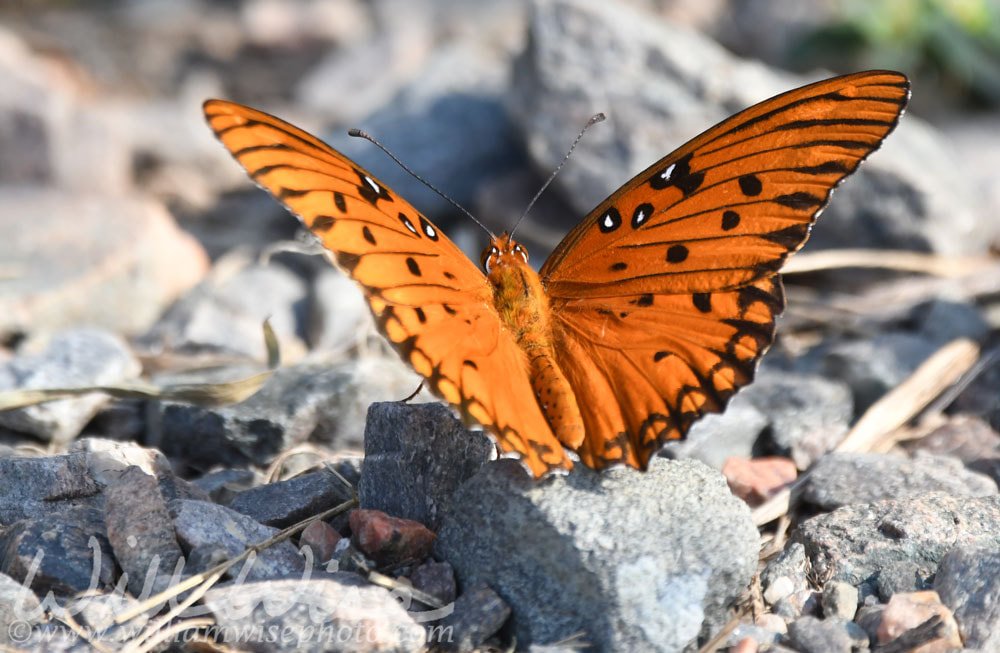 Gulf Fritillary Passion Butterfly at Phinizy Swamp Nature Center, Augusta, Georgia Picture