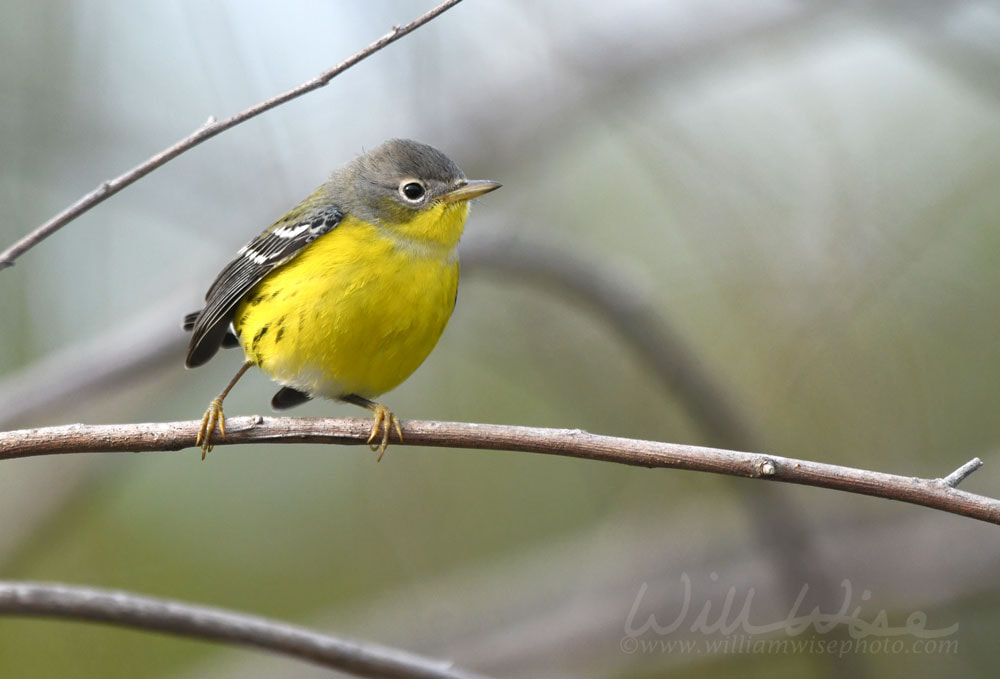 Magnolia Warbler Fall Bird Migration Picture