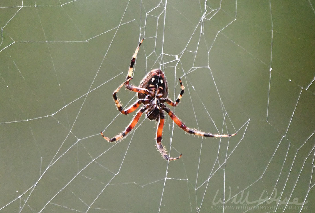 Spotted Orbweaver Spider hanging in scary Halloween web Picture
