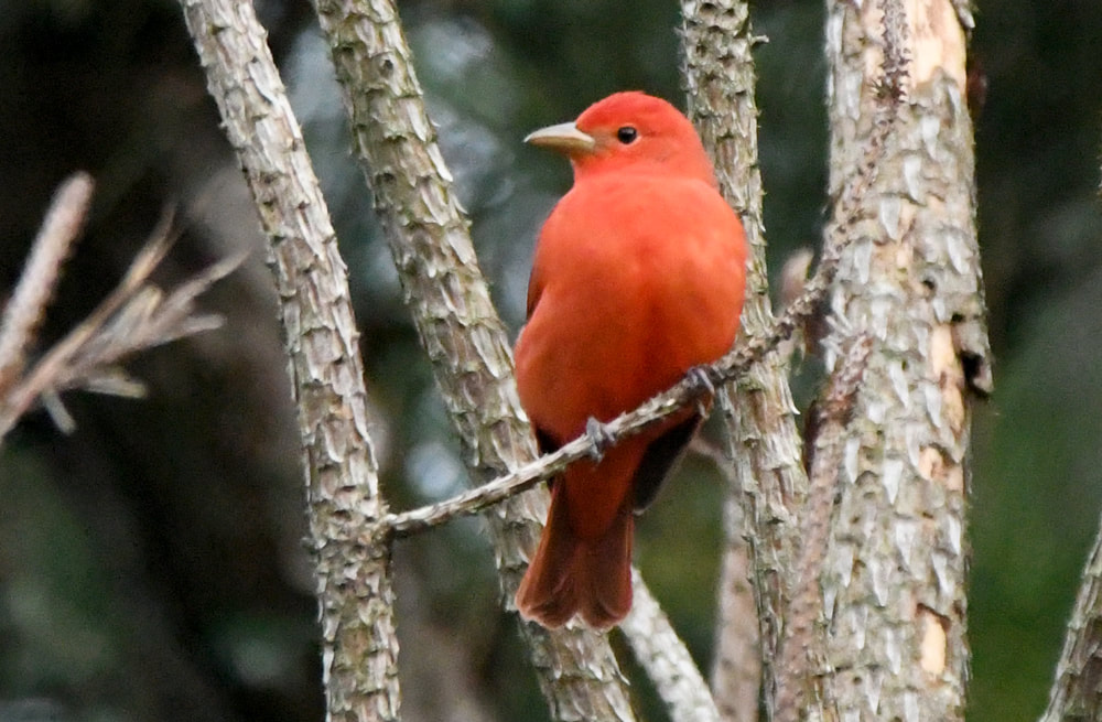 Summer Tanager Picture
