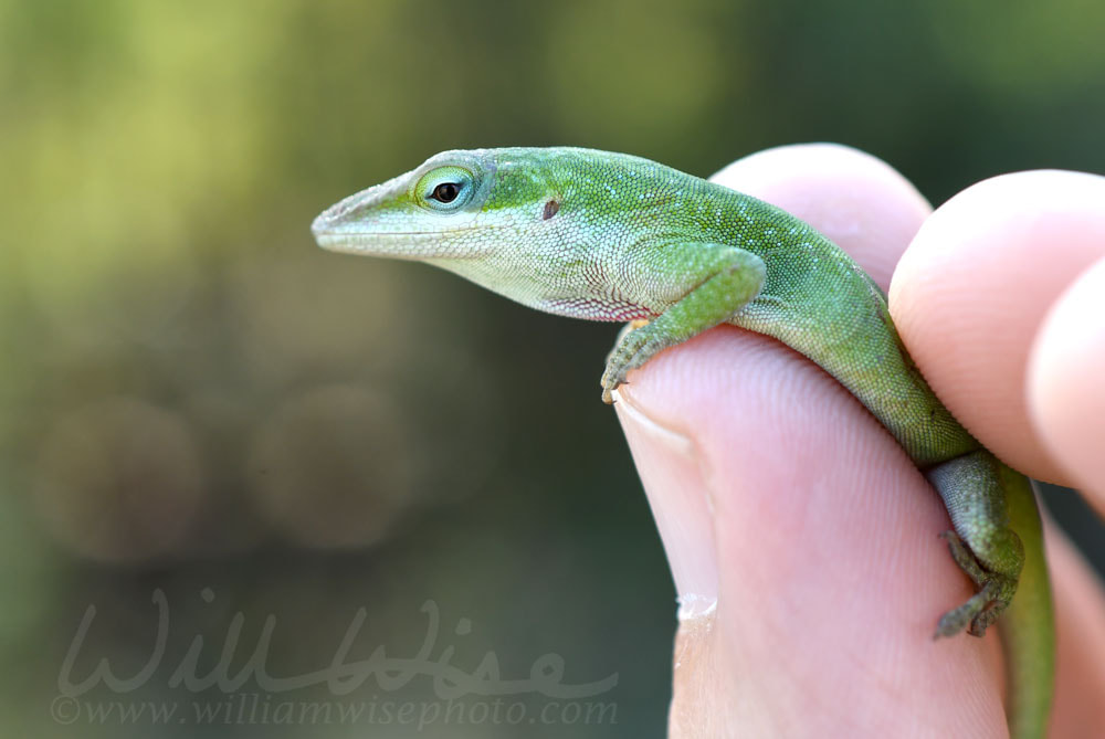 Small Green Anole Lizard held in fingers Picture