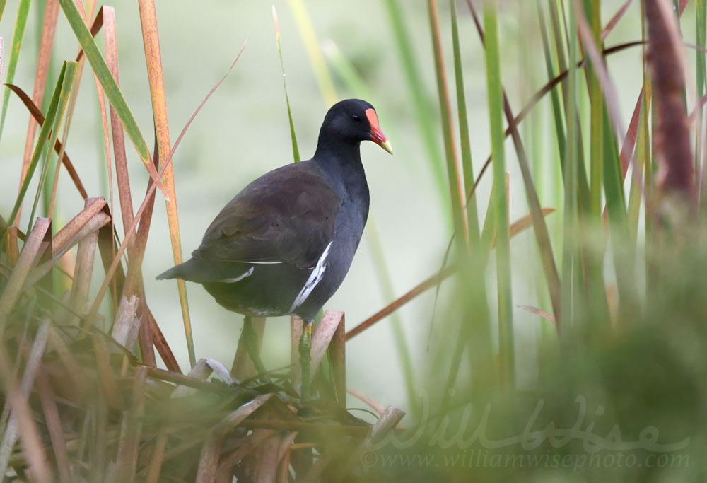 Common Gallinule bird in marsh reeds on Pinckney Island National Wildlife Refuge Picture