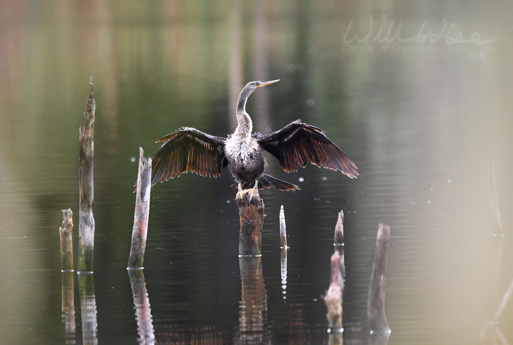 Anhinga darter bird perched on foggy marsh pond at Pinckney Island National Wildlife Refuge Picture