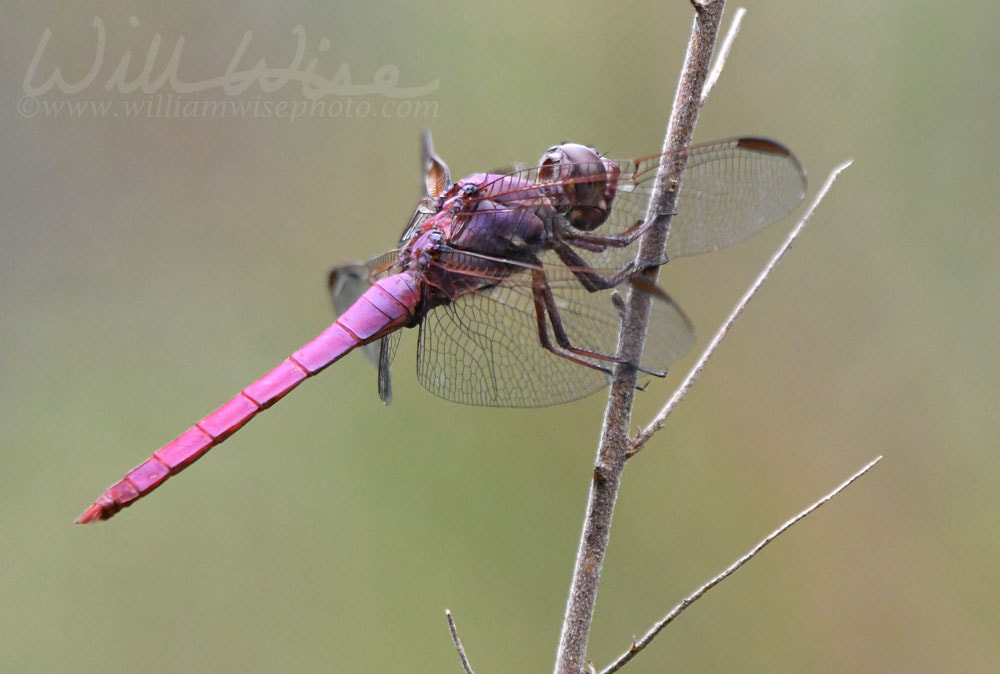 Roseate Skimmer Dragonfly Odonata at Pinckney Island National Wildlife Refuge Picture