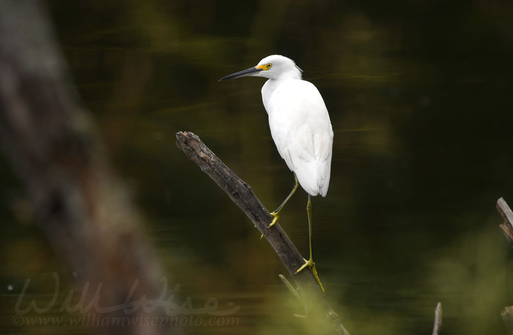 Snowy Egret wading bird at Pinckney Island National Wildlife Refuge Picture