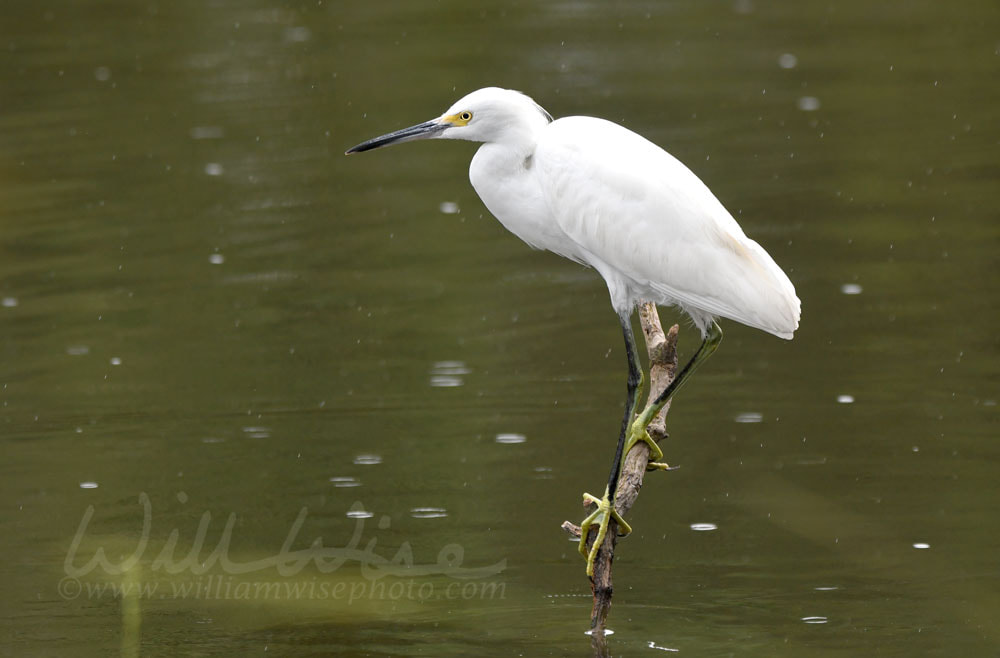 Snowy Egret birding on Pinckney Island National Wildlife Refuge, South Carolina Picture