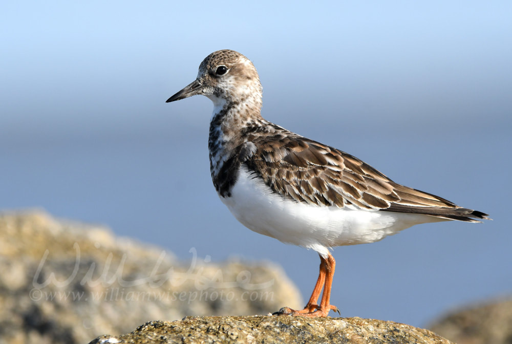 Ruddy Turnstone bird on Hilton Head Island Beach, South Carolina Picture