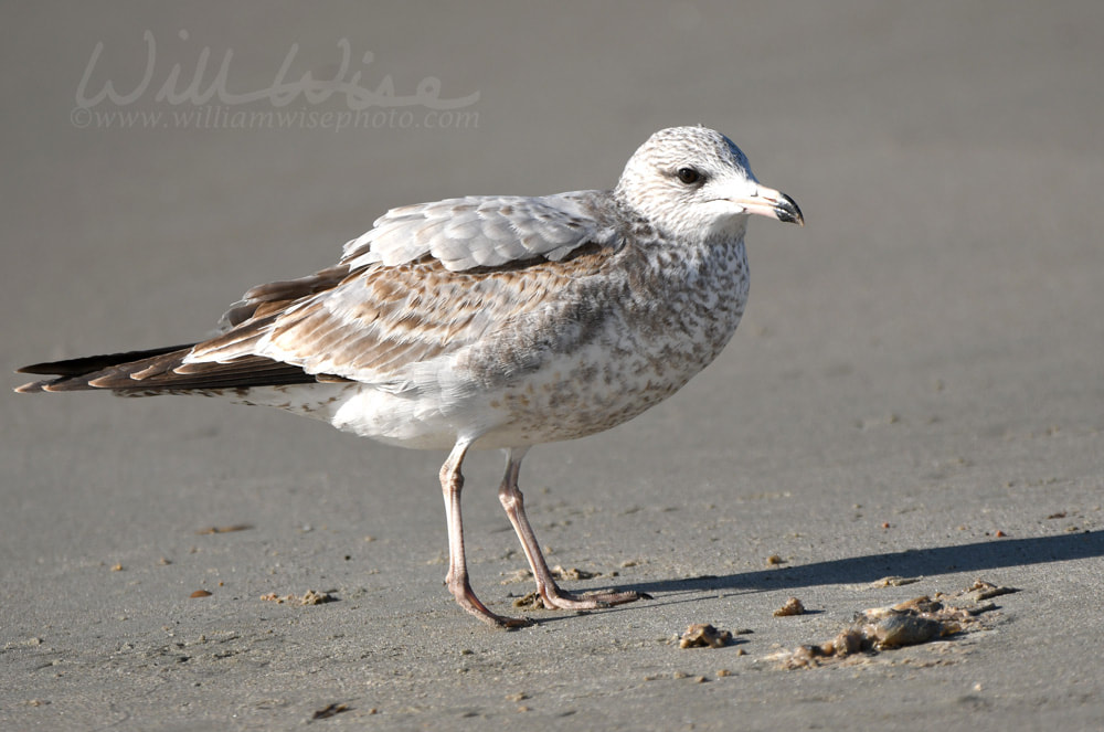 Ring Billed Gull bird on Hilton Head Island Beach, South Carolina Picture