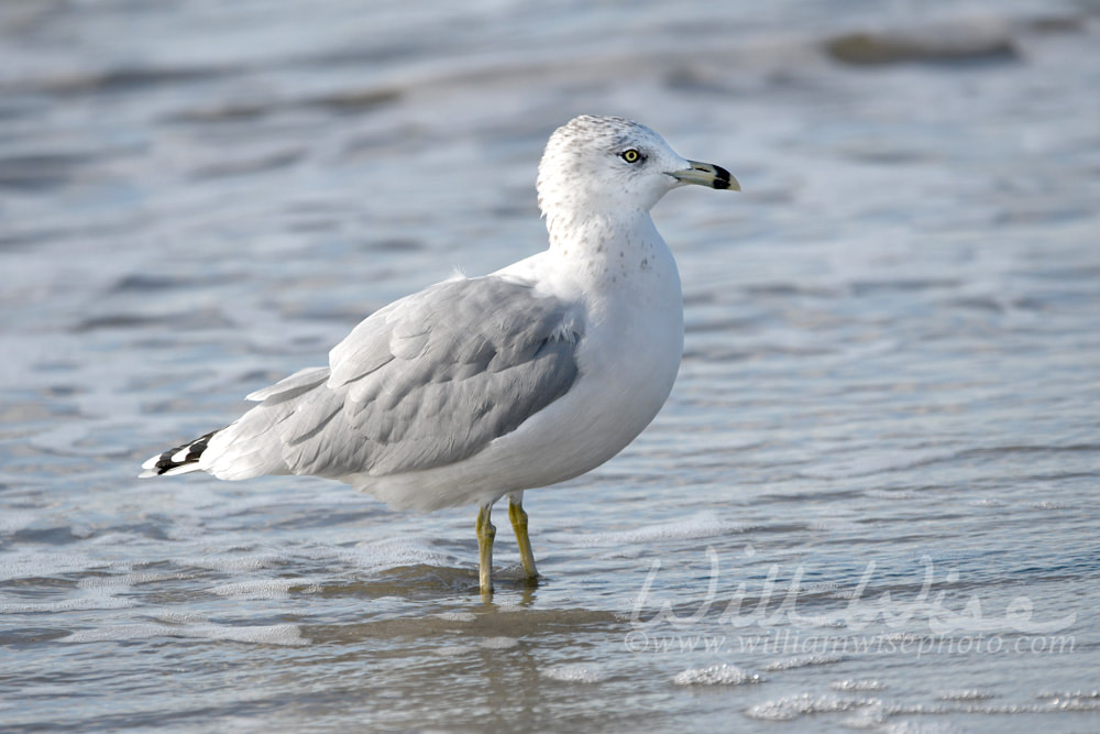 Ring Billed Gull bird on Hilton Head Island Beach, South Carolina Picture