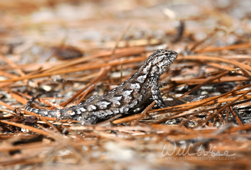 Small brown Eastern Fence Lizard at Laura S Walker State Park, Georgia USA Picture