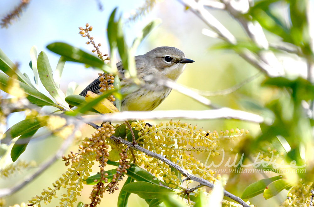 Yellow rumped warbler perched on Swamp Titi bush in the Okefenokee Swamp, Georgia Picture