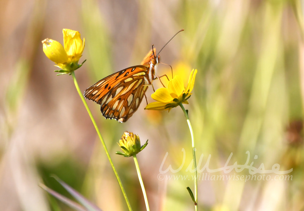 Gulf fritillary passion butterfly on wildflowers in the Okefenokee Swamp, Georgia Picture