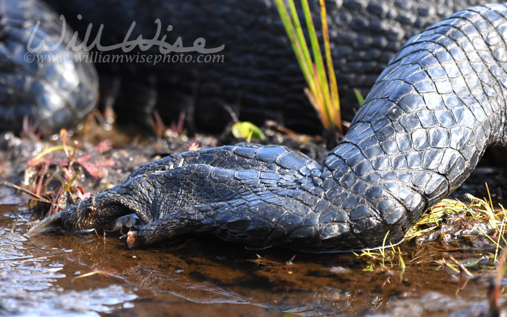 Alligator Foot Picture