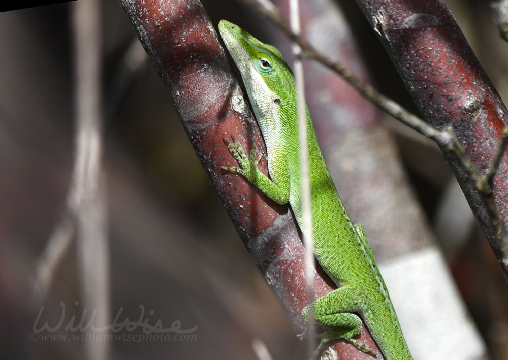 Green Anole Lizard in the Okefenokee Swamp, Georgia Picture